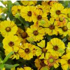 Helenium 'Okra Sundae' / Őszi napfényvirág 1