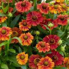 Helenium 'Strawberry Sundae' / Őszi napfényvirág 1