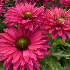 Echinacea sunseekers 'Pink Grapefruit' / Kasvirág 1