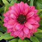 Echinacea 'Sunseekers Pink Grapefruit' / Kasvirág 2