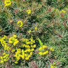 Euphorbia cyparissias 'Fens Ruby' / Farkas kutyatej 1