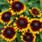 Rudbeckia hirta 'Toto Rustic' / Kúpvirág  2