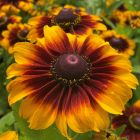 Rudbeckia hirta 'Toto Rustic' / Kúpvirág  3