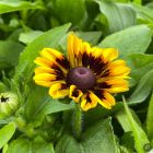 Rudbeckia hirta 'Toto Rustic' / Kúpvirág  1