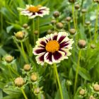 Coreopsis grandiflora 'Solar Fancy' / Menyecskeszem 1