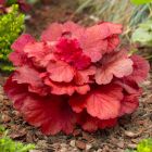 Heuchera 'Fire Alarm' / Tűzeső 1