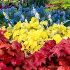 Heuchera 'Fire Alarm' / Tűzeső 2