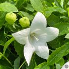 Platycodon grandiflorus 'Astra White' / Léggömbvirág 1