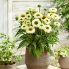 Echinacea Sunseekers 'White Beauty' / Kasvirág 1