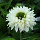 Echinacea Sunseekers 'White Beauty' / Kasvirág 1