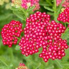 Achillea millefolium 'New Vintage Red' / Közönséges cickafark 1