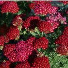 Achillea millefolium 'New Vintage Red' / Közönséges cickafark 2
