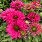 Echinacea Sunseekers 'Sweet Fuchsia' / Kasvirág 1
