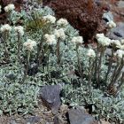 Antennaria dioica 'Alba' / Parlagi macskatalp 1