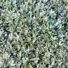 Antennaria dioica 'Alba' / Parlagi macskatalp 2