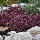 Sedum telephium 'Red Sparkle' / Varjúháj 1