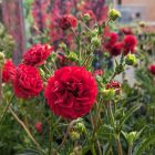Geum coccineum 'Fire Starter' / Gyömbérgyökér 1