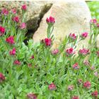 Antennaria dioica 'Alex Duguid' / Parlagi macskatalp 1