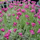 Antennaria dioica 'Alex Duguid' / Parlagi macskatalp 2