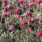 Antennaria dioica 'Alex Duguid' / Parlagi macskatalp 3