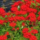 Verbena peruviana / Tűzpiros verbéna, Perui verbéna 1