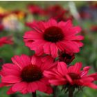 Echinacea Sunseekers 'Carmine' / Kasvirág 1