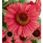 Echinacea Sunseekers 'Carmine' / Kasvirág 2