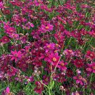 Coreopsis verticillata 'Ruby Red' / Menyecskeszem 1