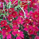 Coreopsis verticillata 'Ruby Red' / Menyecskeszem 2
