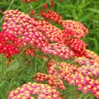 Achillea millefolium 'Paprika' / Közönséges cickafark 1
