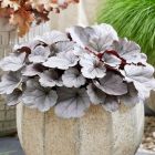 Heuchera 'Silverberry' / Tűzeső 1