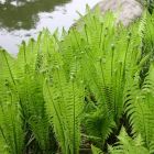 Matteuccia struthiopteris / Európai struccpáfrány 1
