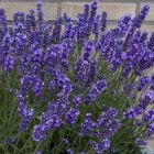 Lavandula angustifolia 'Anna' / Levendula 1