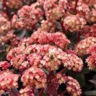 Sedum telephium 'Conga Line' / Pompás varjúháj 1