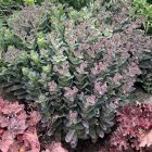 Sedum telephium 'Conga Line' / Pompás varjúháj 2