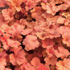 Heuchera 'Timeless Orange' / Tűzeső 1