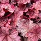 Heuchera 'Beautiful Dancer' / Tűzeső 1