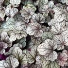 Heuchera 'Sugar Frosted' / Tűzeső 1