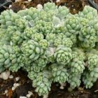 Sedum dasyphyllum 'Silver rose' / Varjúháj 1