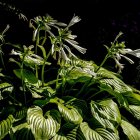 Hosta plantaginea 'Grandiflora' / Árnyékliliom 1
