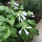 Hosta plantaginea 'Grandiflora' / Árnyékliliom 2