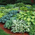 Hosta plantaginea 'Grandiflora' / Árnyékliliom 3