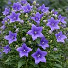Platycodon grandiflorus 'Astra Blue' / Léggömbvirág 1