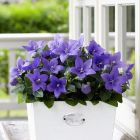 Platycodon grandiflorus 'Astra Blue' / Léggömbvirág 2