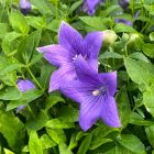 Platycodon grandiflorus 'Astra Blue' / Léggömbvirág 1