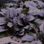 Ajuga reptans 'Elmblut' / Indás ínfű 1