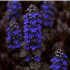 Ajuga reptans 'Elmblut' / Indás ínfű 2
