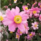 Anemone x hybrida 'Serenade' / Szellőrózsa 1