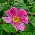 Anemone x hybrida 'Serenade' / Szellőrózsa 2