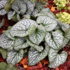 Brunnera macrophylla 'Jack of Diamonds' / Kaukázusi nefelejcs 1